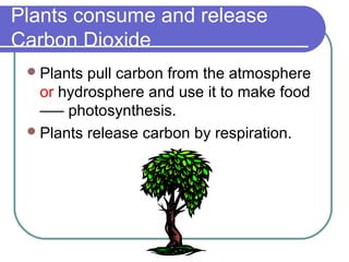 Plants consume and release
Carbon Dioxide
Plants pull carbon from the atmosphere
or hydrosphere and use it to make food
–— photosynthesis.
Plants release carbon by respiration.
 