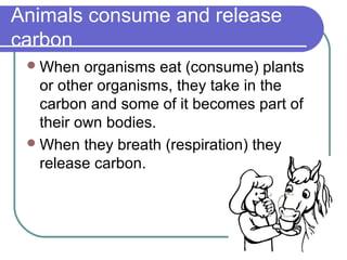 Animals consume and release
carbon
When organisms eat (consume) plants
or other organisms, they take in the
carbon and some of it becomes part of
their own bodies.
When they breath (respiration) they
release carbon.
 
