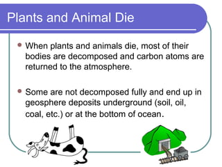 Plants and Animal Die
 When plants and animals die, most of their
bodies are decomposed and carbon atoms are
returned to the atmosphere.
 Some are not decomposed fully and end up in
geosphere deposits underground (soil, oil,
coal, etc.) or at the bottom of ocean.
 