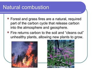 Natural combustion
 Forest and grass fires are a natural, required
part of the carbon cycle that release carbon
into the atmosphere and geosphere.
 Fire returns carbon to the soil and “cleans out”
unhealthy plants, allowing new plants to grow.
 