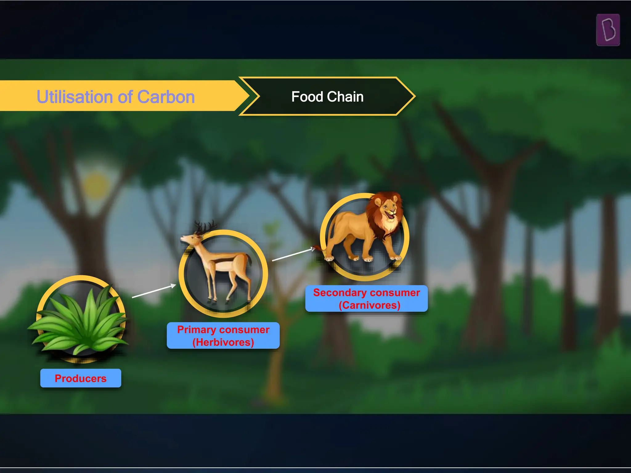 Utilisation of Carbon Food Chain
Producers
Primary consumer
(Herbivores)
Secondary consumer
(Carnivores)
 