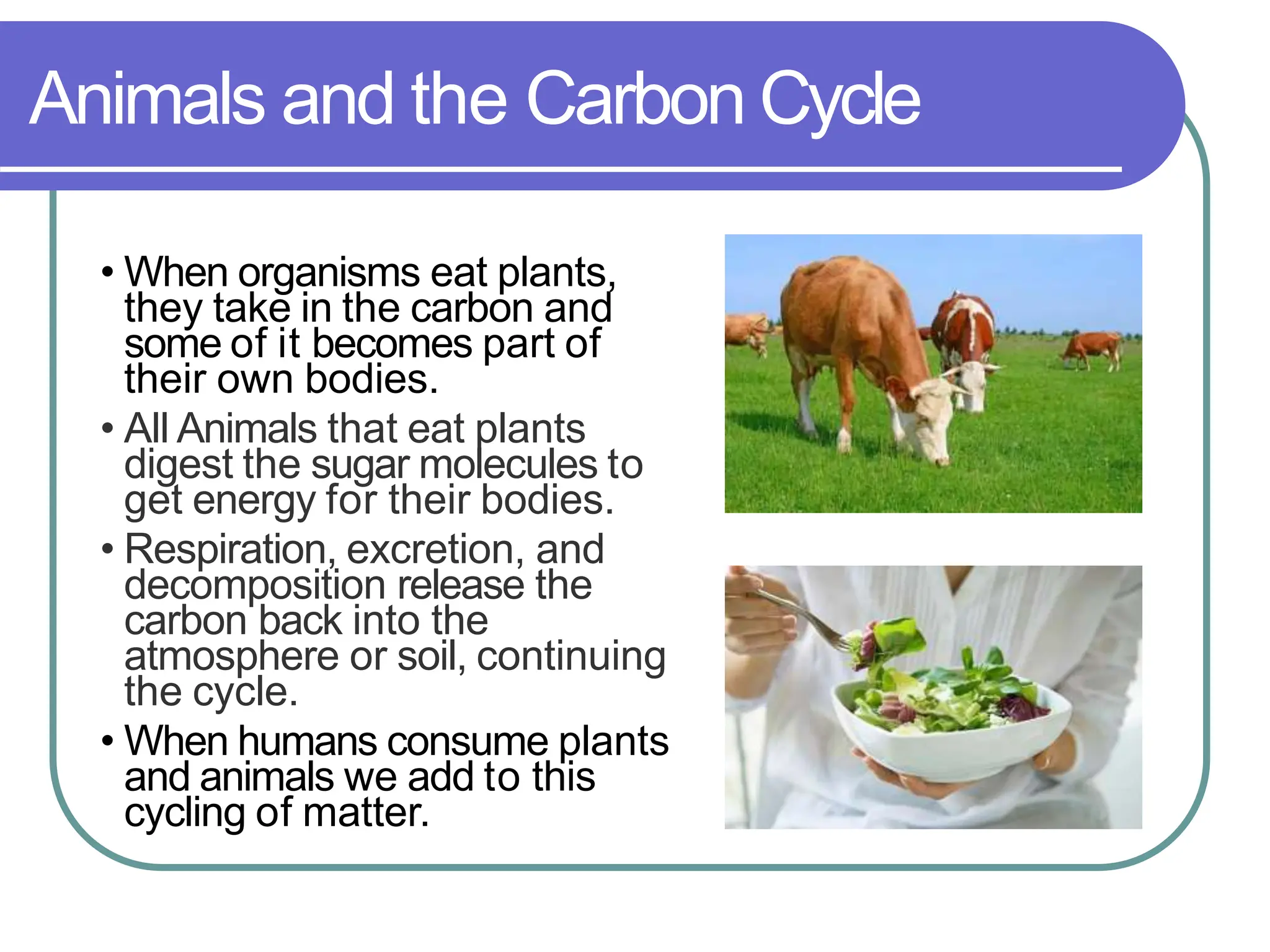 Animals and the Carbon Cycle
• When organisms eat plants,
they take in the carbon and
some of it becomes part of
their own bodies.
• All Animals that eat plants
digest the sugar molecules to
get energy for their bodies.
• Respiration, excretion, and
decomposition release the
carbon back into the
atmosphere or soil, continuing
the cycle.
• When humans consume plants
and animals we add to this
cycling of matter.
 