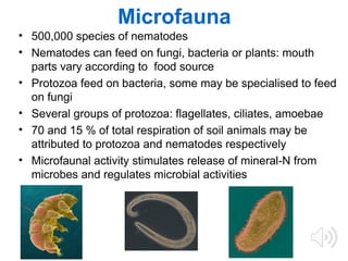 The Carbon Cycle Powerpoint Presentation | PPT