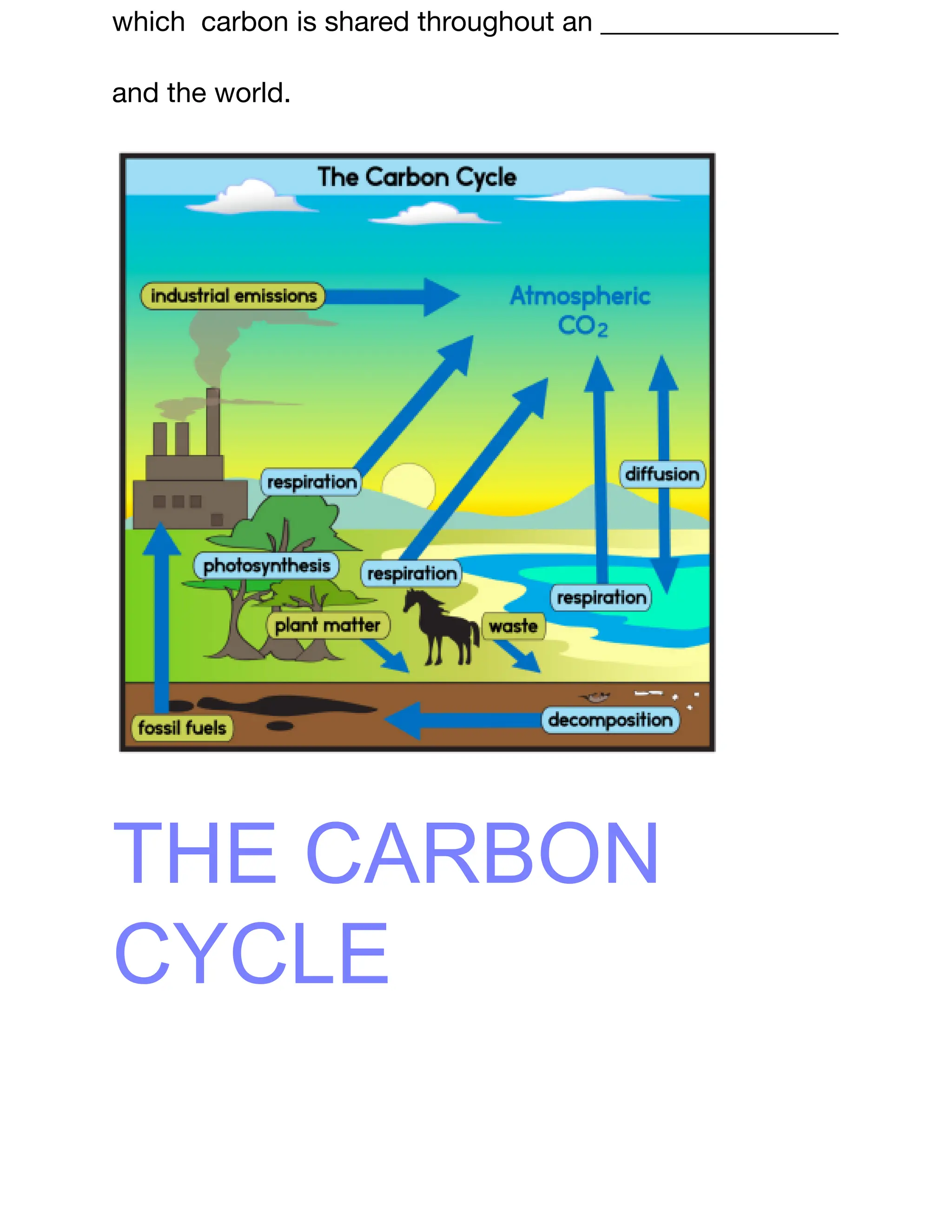 Carbon Cycle Guided Notes.pdf environmental science | PDF