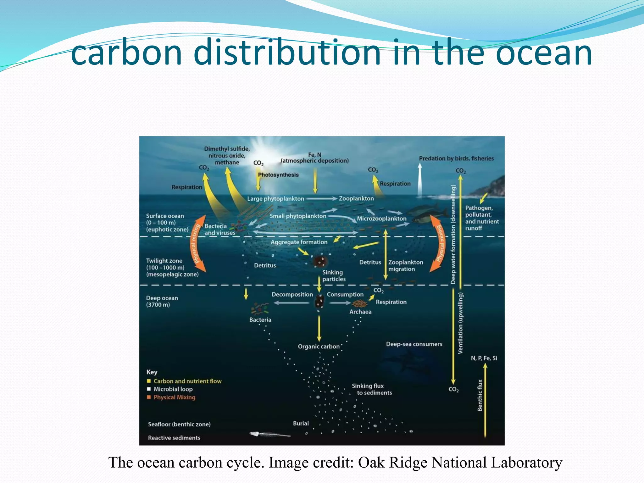 carbon distribution in the ocean
The ocean carbon cycle. Image credit: Oak Ridge National Laboratory
 