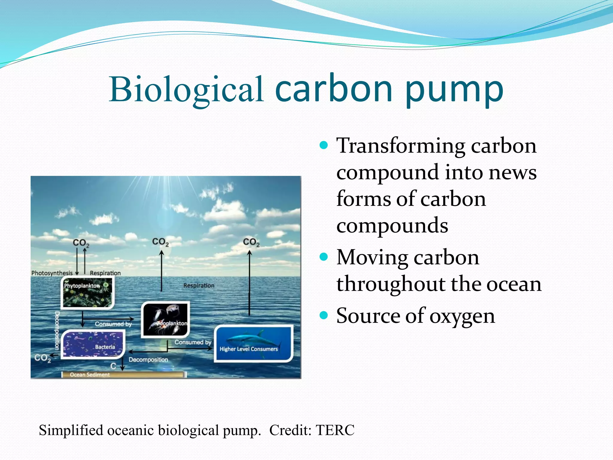 Biological carbon pump
 Transforming carbon
compound into news
forms of carbon
compounds
 Moving carbon
throughout the ocean
 Source of oxygen
Simplified oceanic biological pump. Credit: TERC
 