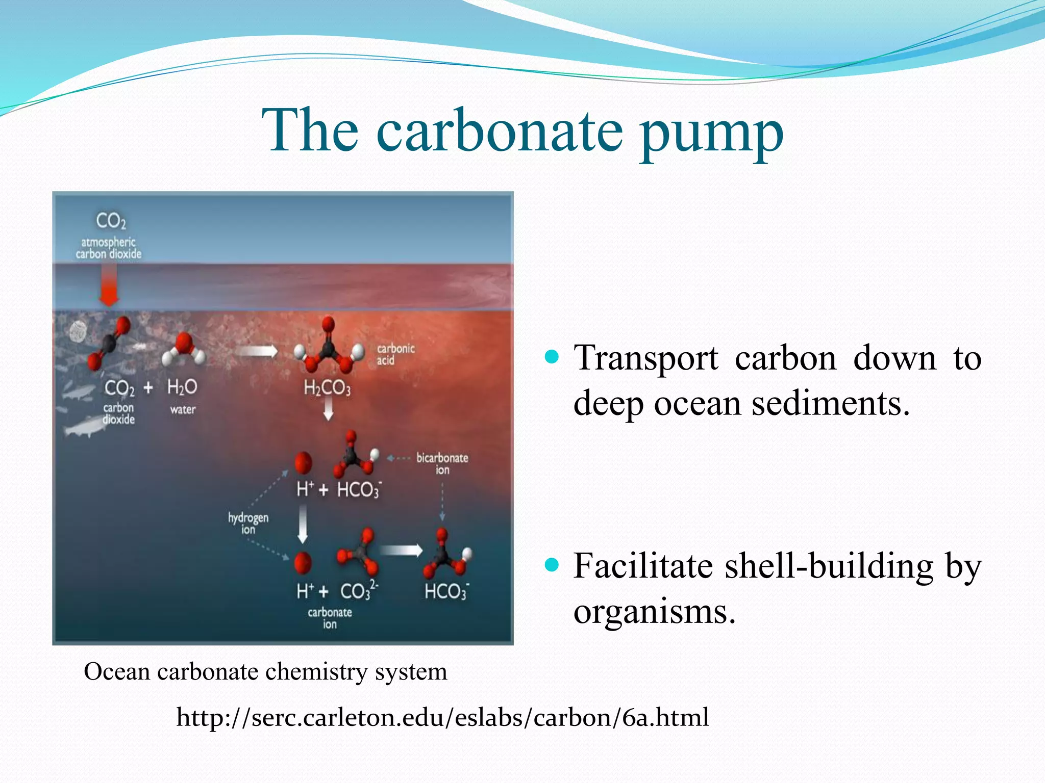 The carbonate pump
 Transport carbon down to
deep ocean sediments.
 Facilitate shell-building by
organisms.
Ocean carbonate chemistry system
http://serc.carleton.edu/eslabs/carbon/6a.html
 