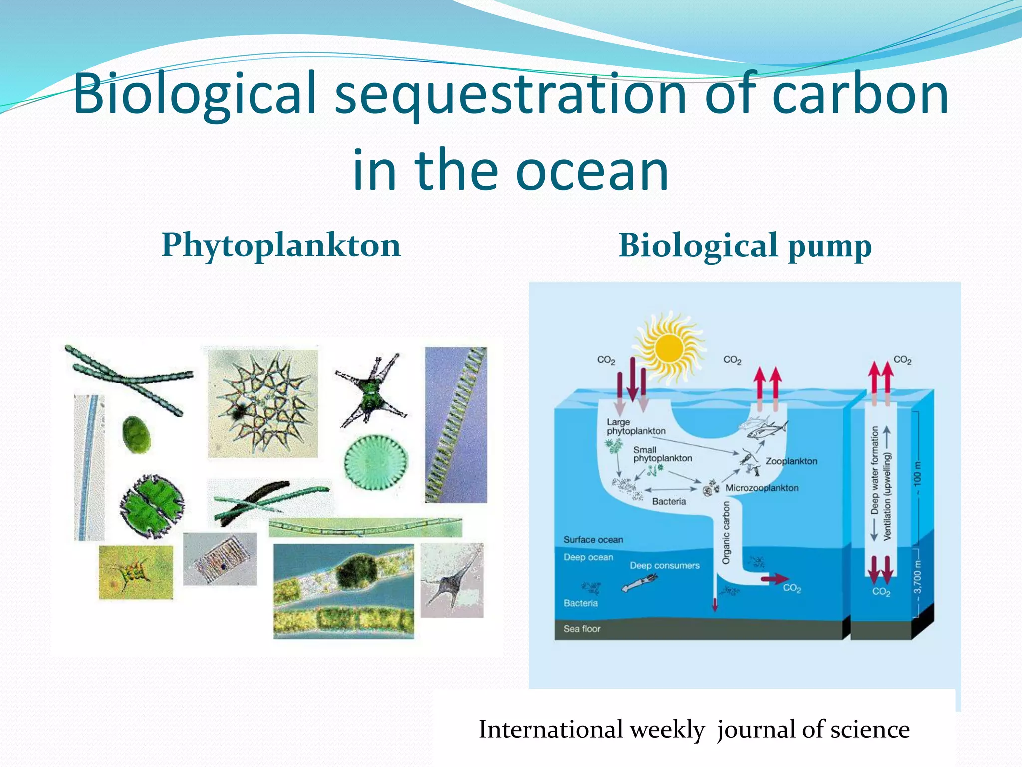 Biological sequestration of carbon
in the ocean
Phytoplankton Biological pump
International weekly journal of science
 