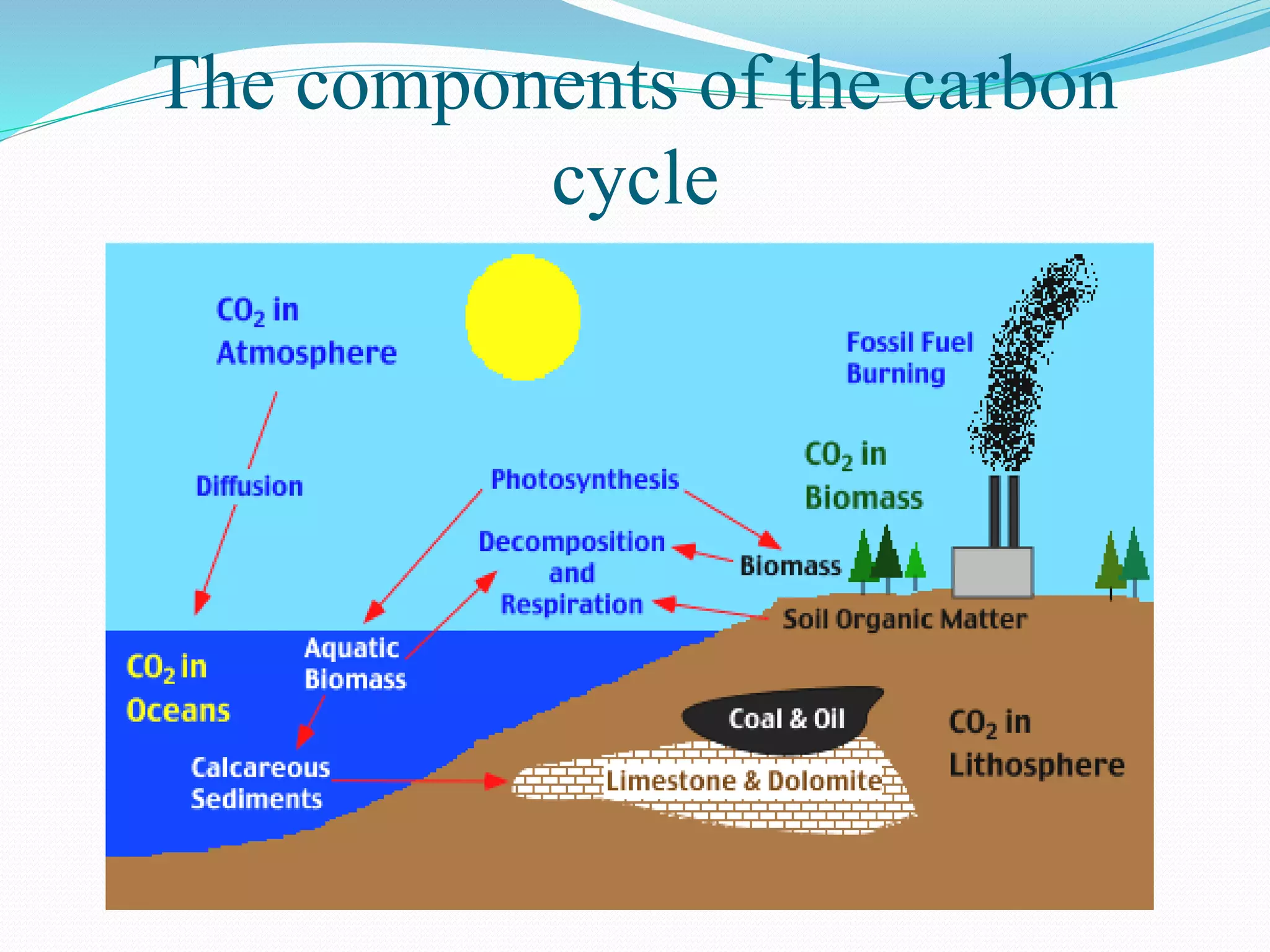 The components of the carbon
cycle
 