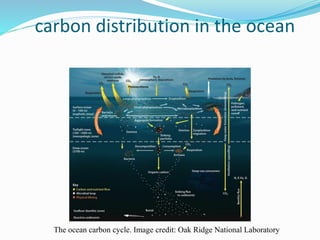 carbon distribution in the ocean
The ocean carbon cycle. Image credit: Oak Ridge National Laboratory
 