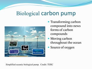 Biological carbon pump
 Transforming carbon
compound into news
forms of carbon
compounds
 Moving carbon
throughout the ocean
 Source of oxygen
Simplified oceanic biological pump. Credit: TERC
 