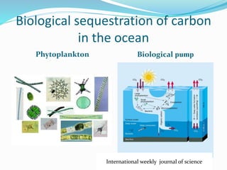 Biological sequestration of carbon
in the ocean
Phytoplankton Biological pump
International weekly journal of science
 