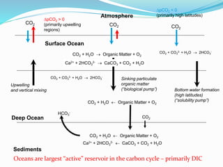 Atmosphere
Surface Ocean
Deep Ocean
Sediments
CO2
CO2
CO2
∆pCO2 > 0
(primarily upwelling
regions)
∆pCO2 < 0
(primarily high latitudes)
CO2 + CO3
2- + H2O  2HCO3
-
Upwelling
and vertical mixing
Sinking particulate
organic matter
(“biological pump”)
CO2 + H2O  Organic Matter + O2
CO2 + CO3
2- + H2O  2HCO3
-
CO2 + H2O  Organic Matter + O2
Ca2+ + 2HCO3
2-  CaCO3 + CO2 + H2O
CO2
HCO3
-
Bottom water formation
(high latitudes)
(“solubility pump”)
Ca2+ + 2HCO3
2-  CaCO3 + CO2 + H2O
CO2 + H2O  Organic Matter + O2
Oceans are largest “active” reservoir in the carbon cycle – primarily DIC
 