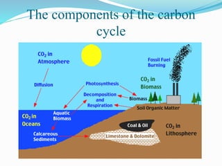 The components of the carbon
cycle
 