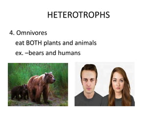 HETEROTROPHS
4. Omnivores
eat BOTH plants and animals
ex. –bears and humans

 