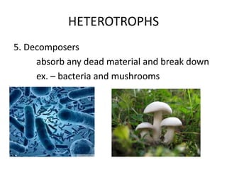 HETEROTROPHS
5. Decomposers
absorb any dead material and break down
ex. – bacteria and mushrooms

 