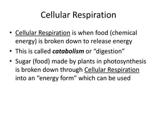 Cellular Respiration
• Cellular Respiration is when food (chemical
energy) is broken down to release energy
• This is called catabolism or “digestion”
• Sugar (food) made by plants in photosynthesis
is broken down through Cellular Respiration
into an “energy form” which can be used

 