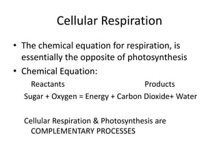 Cellular Respiration
• The chemical equation for respiration, is
essentially the opposite of photosynthesis
• Chemical Equation:
Reactants
Products
Sugar + Oxygen = Energy + Carbon Dioxide+ Water
Cellular Respiration & Photosynthesis are
COMPLEMENTARY PROCESSES

 
