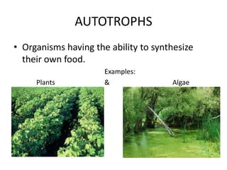AUTOTROPHS
• Organisms having the ability to synthesize
their own food.
Plants

Examples:
&

Algae

 