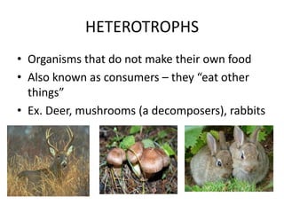 HETEROTROPHS
• Organisms that do not make their own food
• Also known as consumers – they “eat other
things”
• Ex. Deer, mushrooms (a decomposers), rabbits

 