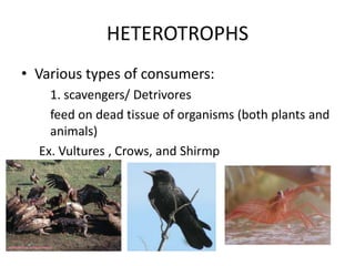 HETEROTROPHS
• Various types of consumers:
1. scavengers/ Detrivores
feed on dead tissue of organisms (both plants and
animals)
Ex. Vultures , Crows, and Shirmp

 