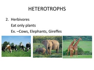 HETEROTROPHS
2. Herbivores
Eat only plants
Ex. –Cows, Elephants, Gireffes

 