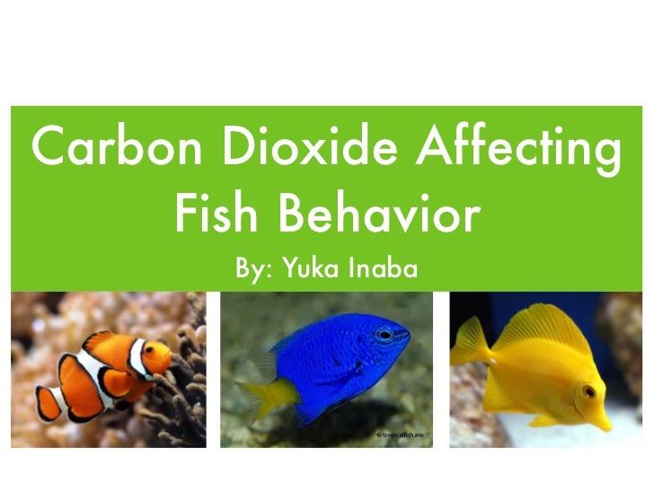 Carbon Dioxide Affecting Fish Behavior