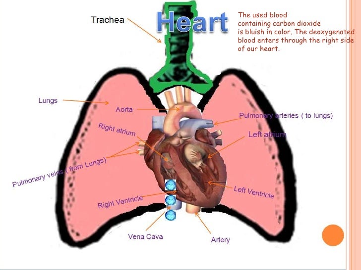 Carbon dioxide through the heart