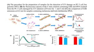 (A) The procedure for the preparation of samples for the detection of UV damage on PC-3 cell line
genomic DNA; (B) the fluorescence spectra of the C-dots solution containing EtBr and DNA isolated
from the PC-3 cells damaged by UV radiation (254 nm) for 1 and 5 min (C) the comparison of EtBr
emissions at 612 nm for samples containing melanoma and non-melanoma DNA
 