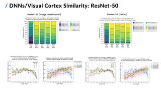/ DNNs/Visual Cortex Similarity: ResNet-50
ResNet-50 (image classification) ResNet-50 (DINOv1)
 