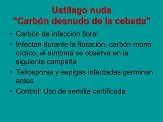 Ustilago nuda
“Carbón desnudo de la cebada”
• Carbón de infección floral
• Infectan durante la floración, carbón mono
cíclico, el síntoma se observa en la
siguiente campaña
• Teliosporas y espigas infectadas germinan
antes
• Control: Uso de semilla certificada
 