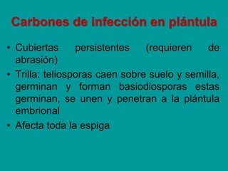 Carbones de infección en plántula
• Cubiertas persistentes (requieren de
abrasión)
• Trilla: teliosporas caen sobre suelo y semilla,
germinan y forman basiodiosporas estas
germinan, se unen y penetran a la plántula
embrional
• Afecta toda la espiga
 