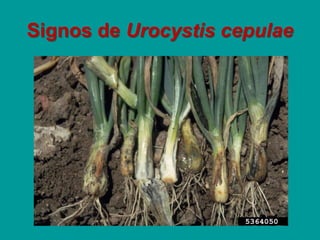 Signos de Urocystis cepulae
 