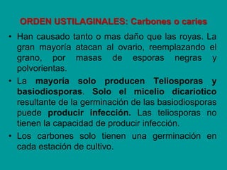 ORDEN USTILAGINALES: Carbones o caries
• Han causado tanto o mas daño que las royas. La
gran mayoría atacan al ovario, reemplazando el
grano, por masas de esporas negras y
polvorientas.
• La mayoría solo producen Teliosporas y
basiodiosporas. Solo el micelio dicariotico
resultante de la germinación de las basiodiosporas
puede producir infección. Las teliosporas no
tienen la capacidad de producir infección.
• Los carbones solo tienen una germinación en
cada estación de cultivo.
 