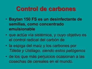 Control de carbones
• Baytan 150 FS es un desinfectante de
semillas, como concentrado
emulsionable
• que actúa vía sistémica, y cuyo objetivo es
el control radical del carbón de
• la espiga del maíz y los carbones por
Tilletia y Ustilago, siendo estos patógenos
• de los que más perjuicios ocasionan a las
cosechas de cereales en el mundo.
 
