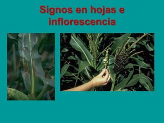 Signos en hojas e
inflorescencia
 