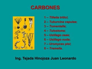 CARBONES
1 – Tilletia tritici;
2 – Tuburcina cepulae;
3 – Tomentella;
4 – Tulostoma;
5 – Ustilago zeae;
6 – Ustilago nuda;
7 – Uromyces pisi;
8 – Tremella.
Ing. Tejada Hinojoza Juan Leonardo
 