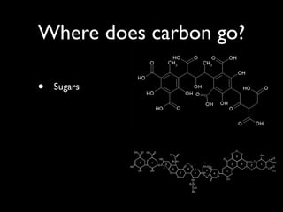 Where does carbon go?

•   Sugars
 