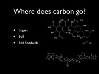 Where does carbon go?

•   Sugars

•   Soil

•   Soil Foodweb
 