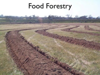 Food Forestry
 