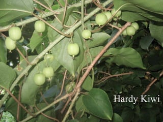 Hardy Kiwi
 