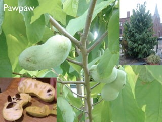 Pawpaw
 