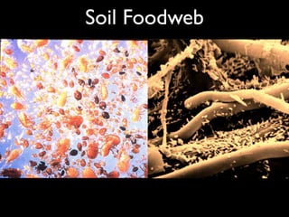 Soil Foodweb
 