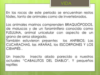 VIDA
En las rocas de este periodo se encuentran restos
fósiles, tanto de animales como de invertebrados.

Los animales marinos comprenden BRAQUIÓPODOS,
de moluscos y de un foraminífero conocido como
FUSULINA, animal unicelular con aspecto de un
grano de arroz alargado.
También estuvieron presentes    los ANFIBIOS; Las
CUCARACHAS, las ARAÑAS, los ESCORPIONES Y LOS
CIEMPIÉS .

Un insecto  insecto alado parecido a nuestros
actuales “CABALLITOS DEL DIABLO”. Y pequeños
reptiles
 