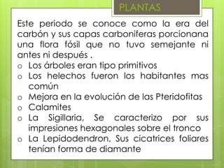 PLANTAS
Este periodo se conoce como la era del
carbón y sus capas carboniferas porcionana
una flora fósil que no tuvo semejante ni
antes ni después .
o Los árboles eran tipo primitivos
o Los helechos fueron los habitantes mas
   común
o Mejora en la evolución de las Pteridofitas
o Calamites
o La Sigillaria, Se caracterizo por sus
   impresiones hexagonales sobre el tronco
o La Lepidodendron, Sus cicatrices foliares
   tenían forma de diamante
 