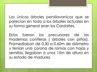 Los únicos árboles pensilavanicos que se
parecían en todo a los árboles actuales en
su forma general eran los Cordaites.

Estos fueron los precursores de las
modernas coníferas ( árboles con piñas).
Promediaban de 0.30 a 0.60m de diámetro
y tenían una corona de ramas con hojas y
semillas, llegaban a unos 15m de altura en
su estado de madurez.
 