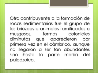Otro contribuyente a la formación de
rocas sedimentarias fue el grupo de
los briozoos o animales ramificados o
musgosos,       formas     coloniales
diminutas que aparecieron por
primera vez en el cámbrico, aunque
no llegaron a ser tan abundantes
sino hasta la parte media del
paleozoico.
 