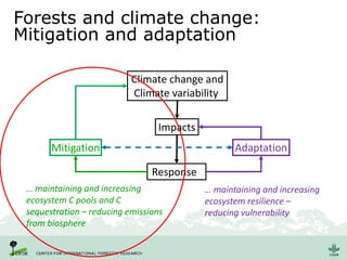 Forests and climate change:
Mitigation and adaptation
Climate change and
Climate variability
Impacts
Responses
AdaptationMitigation
… maintaining and increasing
ecosystem C pools and C
sequestration – reducing emissions
from biosphere
… maintaining and increasing
ecosystem resilience –
reducing vulnerability
 
