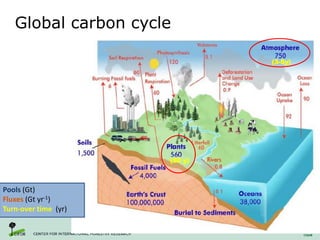 (3-5y)
(50 y)
Global carbon cycle
Pools (Gt)
Fluxes (Gt yr-1)
Turn-over time (yr)
 