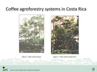 Coffee agroforestry systems in Costa Rica
 